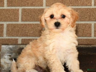 Maltipoo dogs Kade - Ad 22