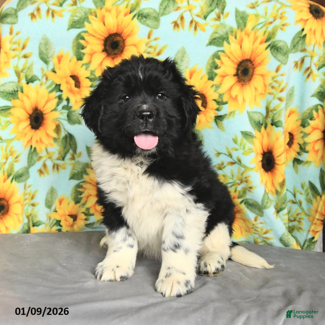 Newfoundland dogs for sale: Peppermint - Ad 2