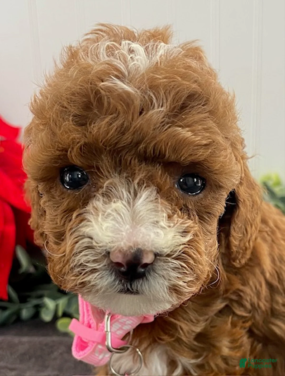 Toy Poodle dogs for sale: Jazzy - Ad 3