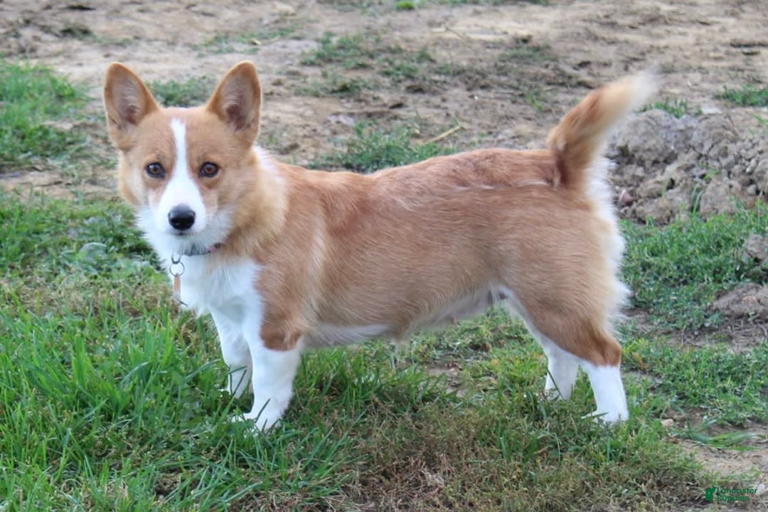 Gallery Image {{count}}