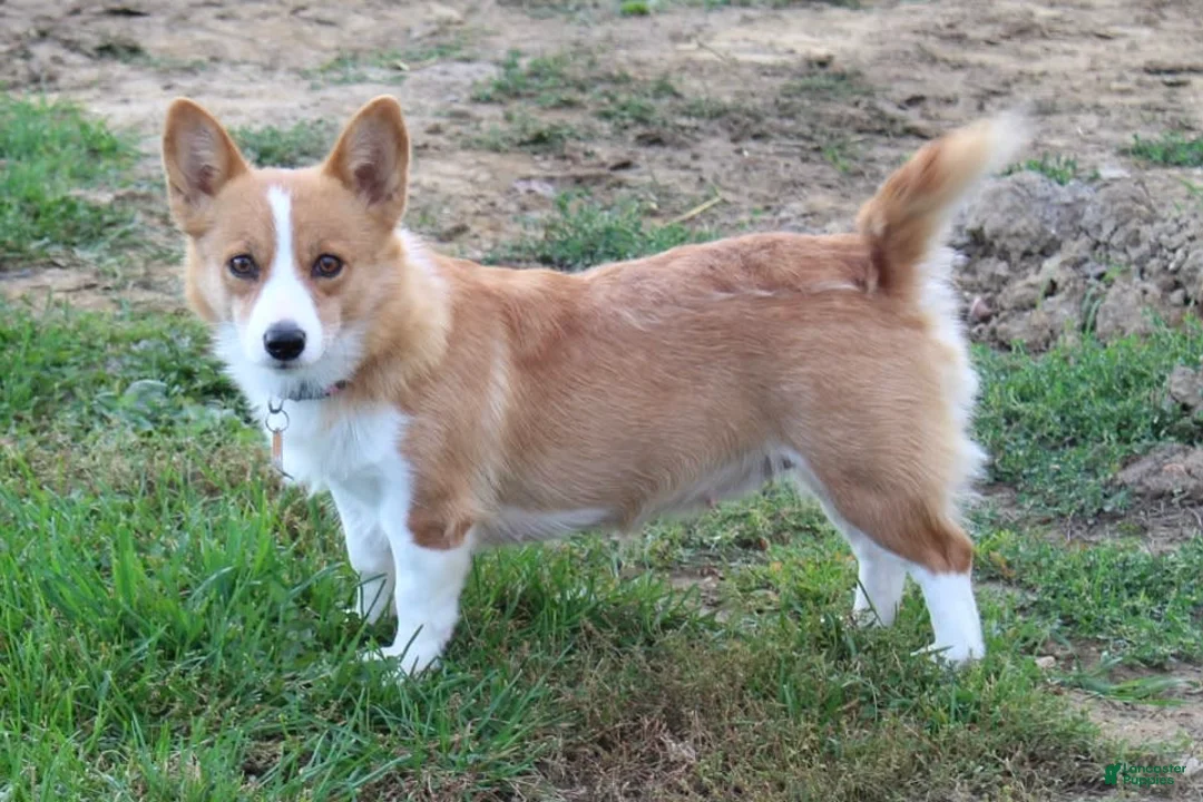 Gallery Image {{count}}