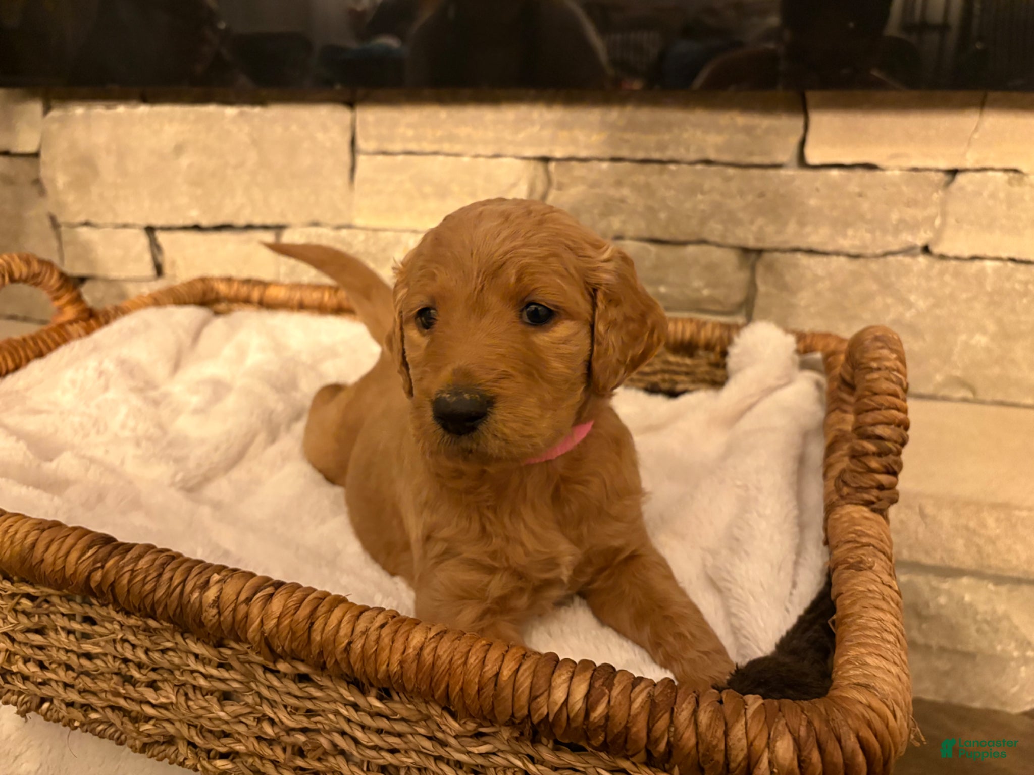 Goldendoodle dogs Goldendoodle Puppy 1 - Ad 39