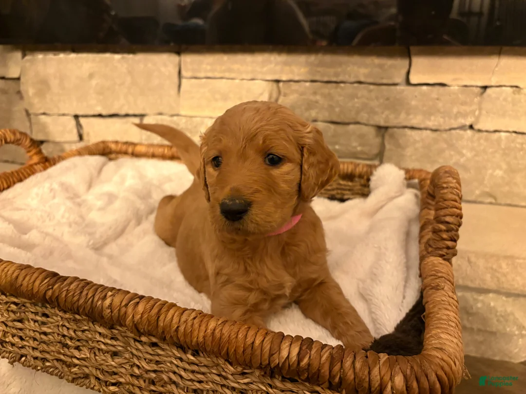 Goldendoodle dogs for sale: Goldendoodle Puppy 1 - Ad 1