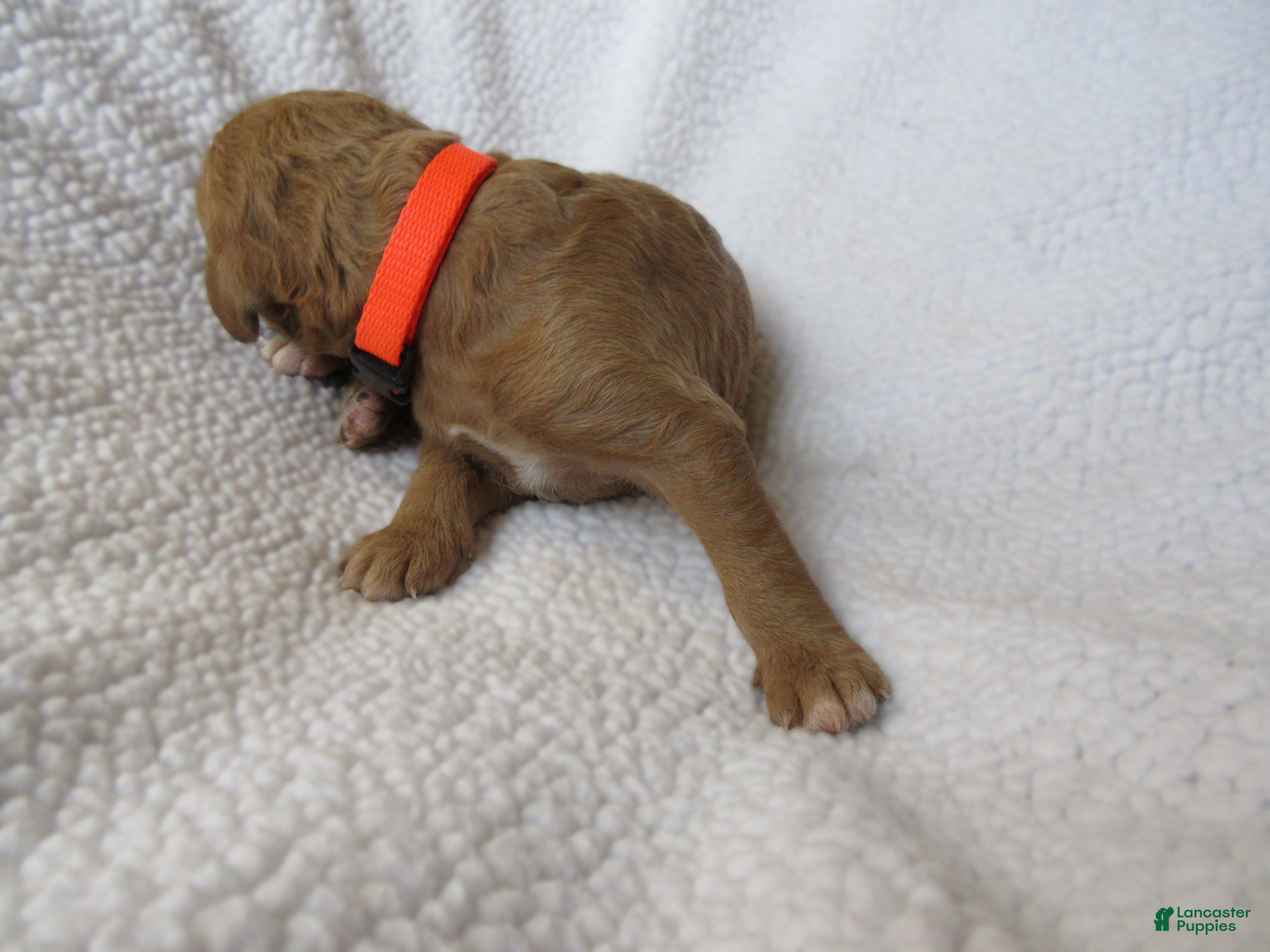 Goldendoodle dogs for sale: Orange collar - Ad 2