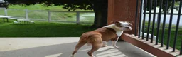 Boston Terrier dogs for sale: Boston Terrier 2 - Ad 9