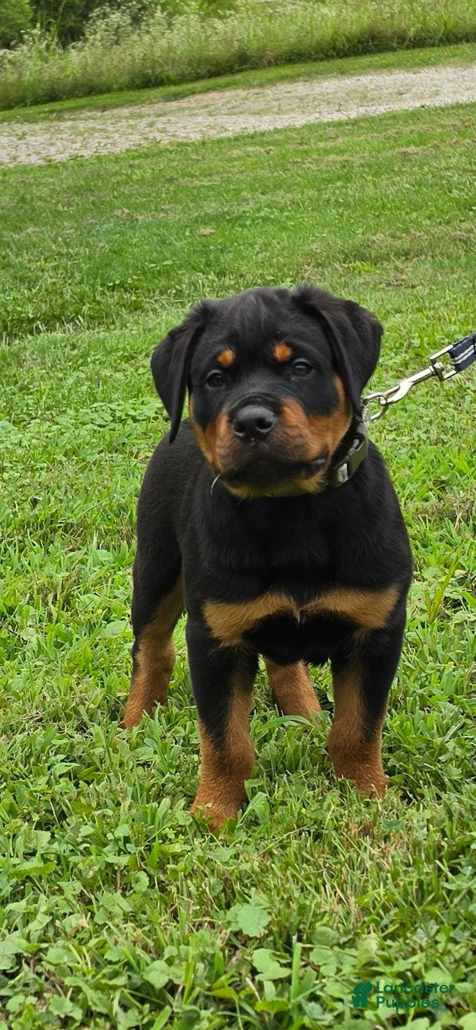 Rottweiler dogs Rottweiler 4 - Ad 2