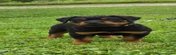 Rottweiler dogs for sale: Rottweiler 4 - Ad 2