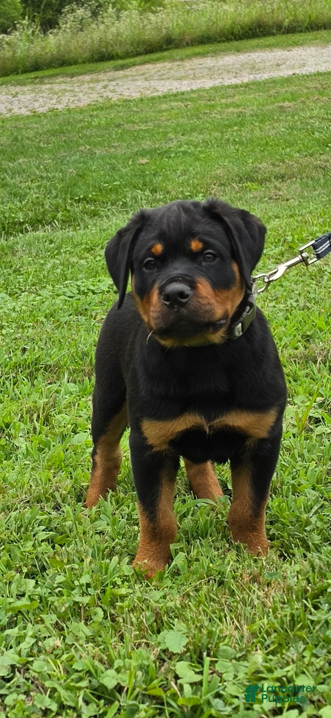 Rottweiler dogs for sale: Rottweiler 4 - Ad 2