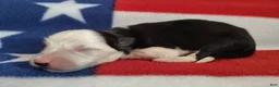 Border Collie dogs for sale: Skipper  - Ad 5