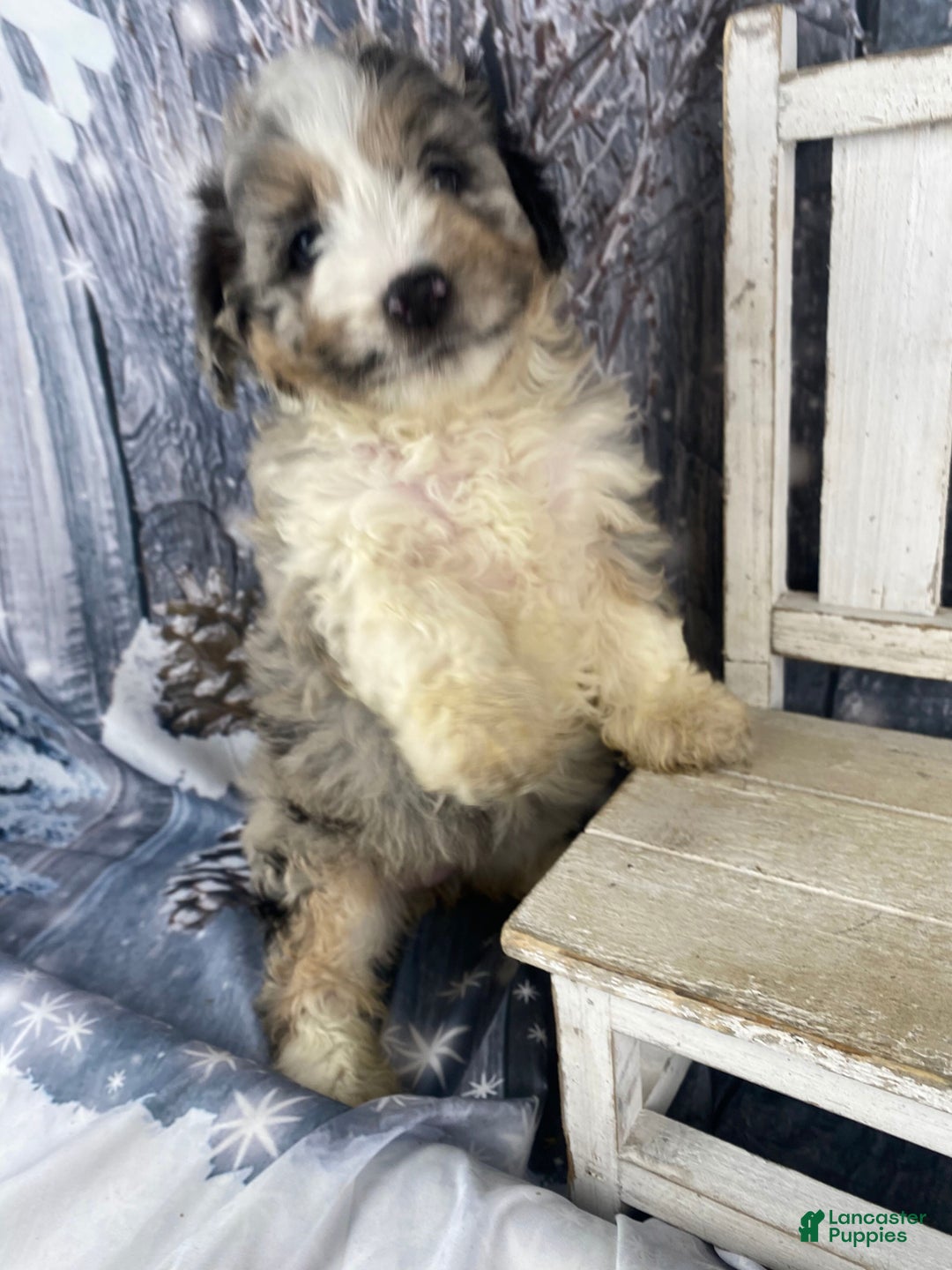 Mini Aussiedoodle dogs for sale: Ivy - Ad 3