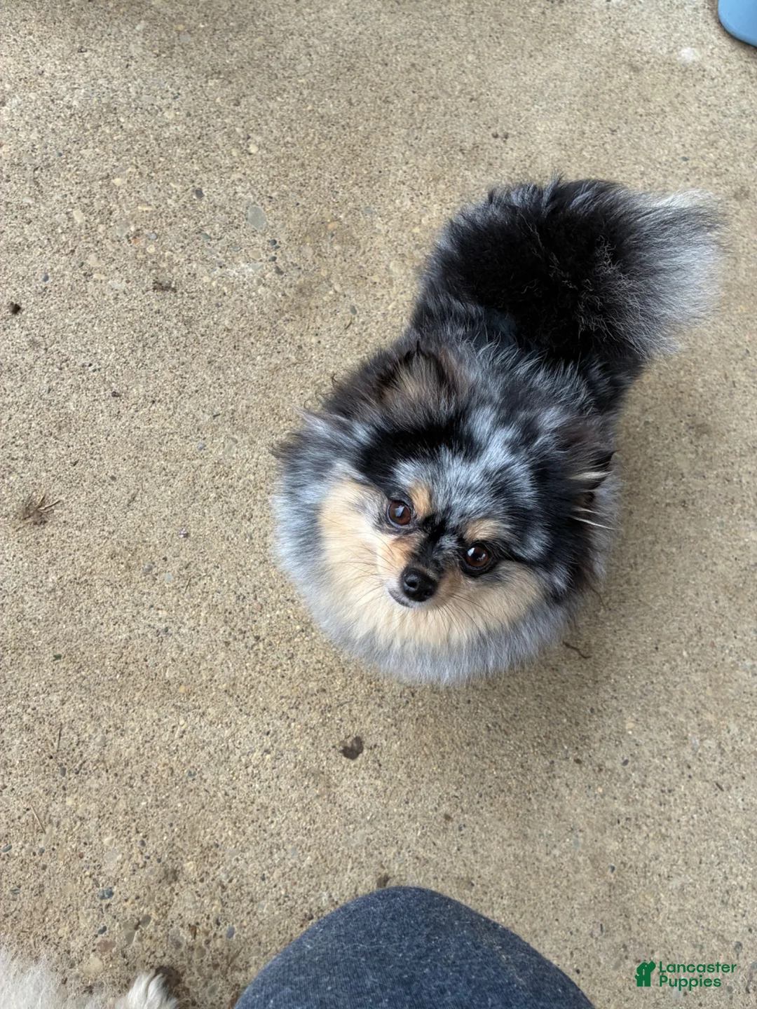Pomeranian dogs for sale: Pica - Ad 10