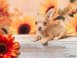 Chihuahua dogs - Ad 31