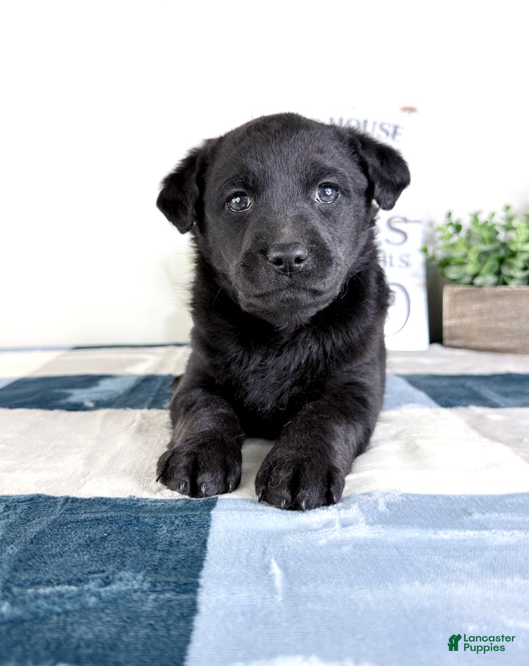 Mixed Breed dogs for sale: Astrid - Ad 5