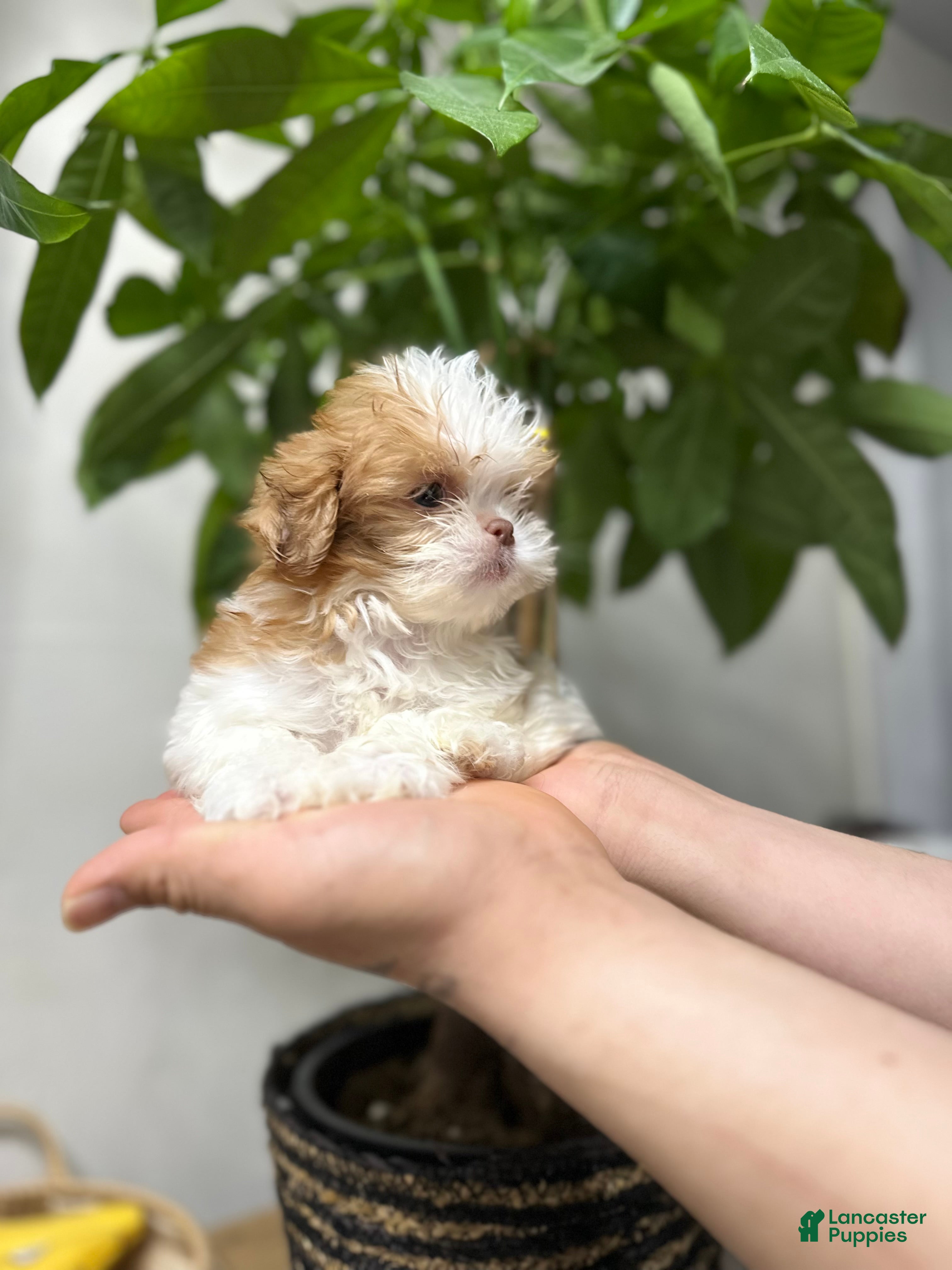 Shih Tzu dogs Teacup milo - Ad 36