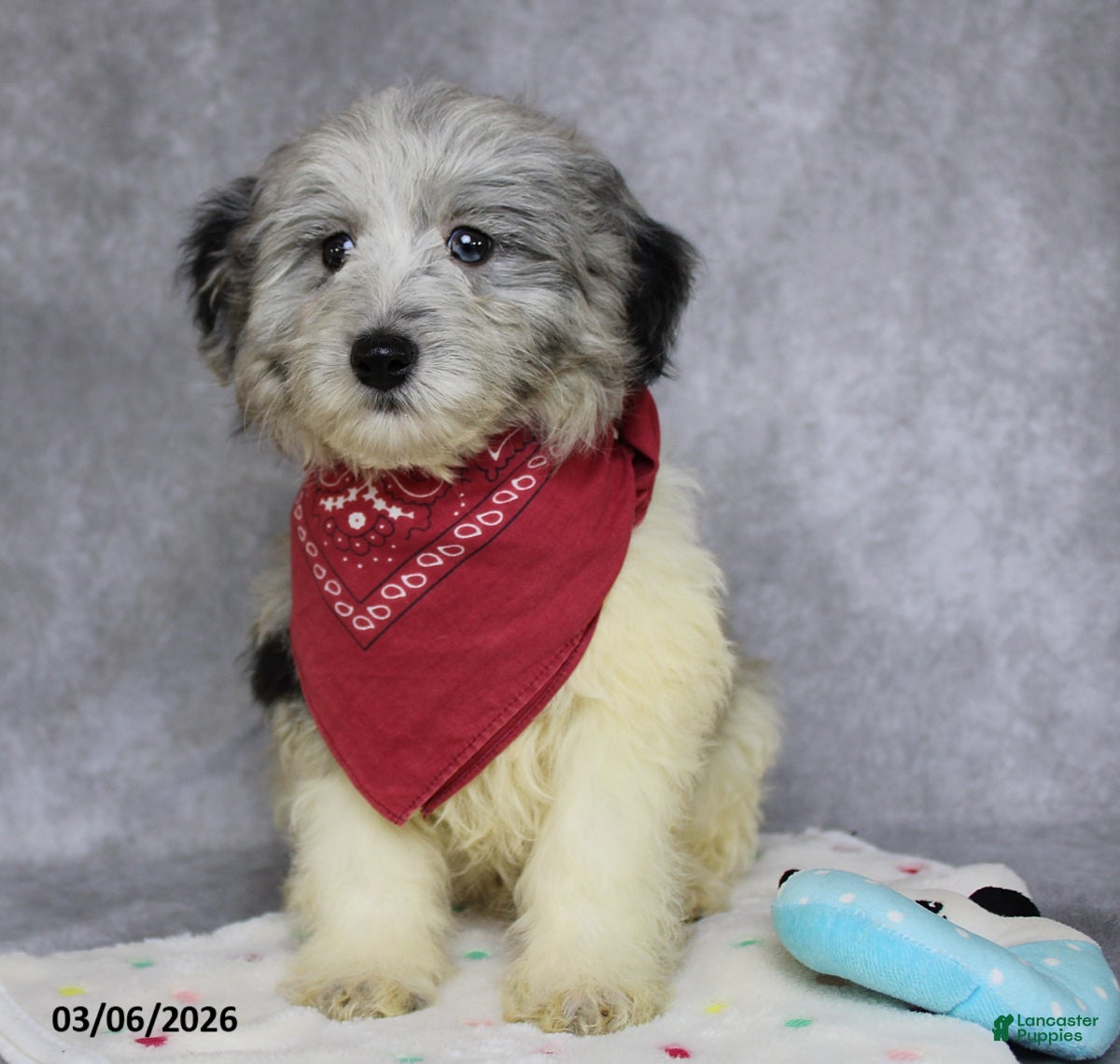 Mini Aussiedoodle dogs Cooper - Ad 2