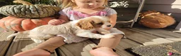 Cavalier King Charles Spaniel dogs for sale: Jay - Ad 3