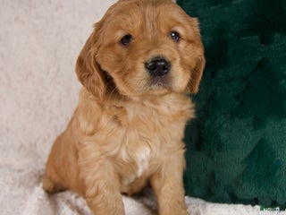 Mixed Breed dogs Milo - Ad 24