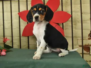 Beagle dogs for sale: Sadie - Ad 1