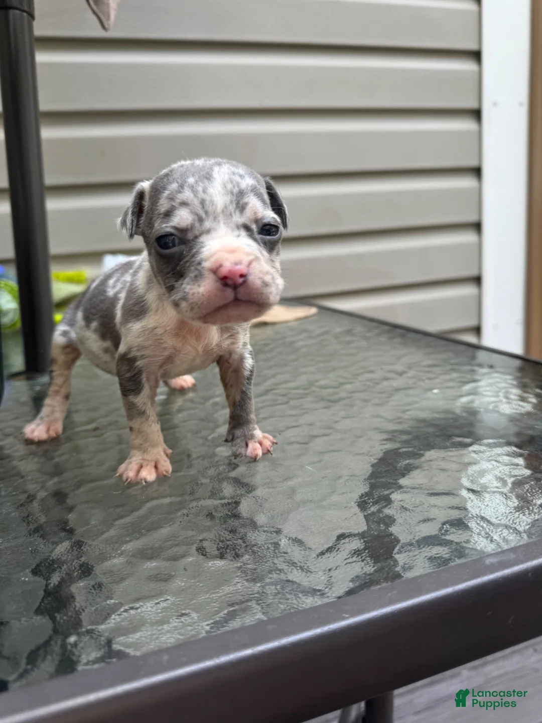 American Bully dogs for sale: American Bully 6 - Ad 1