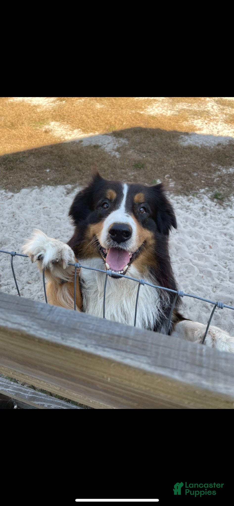 Australian Shepherd dogs Spencer  - Ad 1