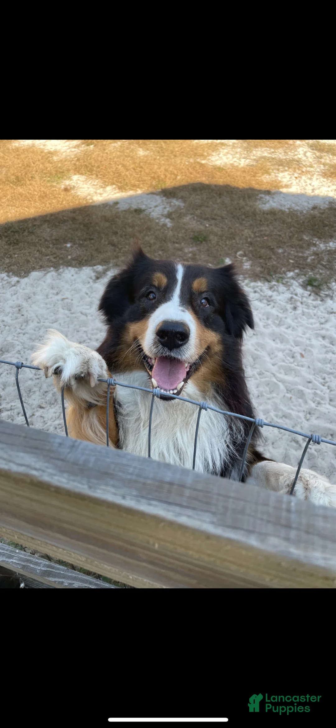 Australian Shepherd dogs for stud: Spencer  - Ad 1