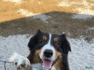 Australian Shepherd dogs Spencer - Ad 1