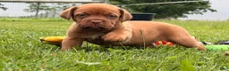 Dogue De Bordeaux dogs for sale: Becky - Ad 6
