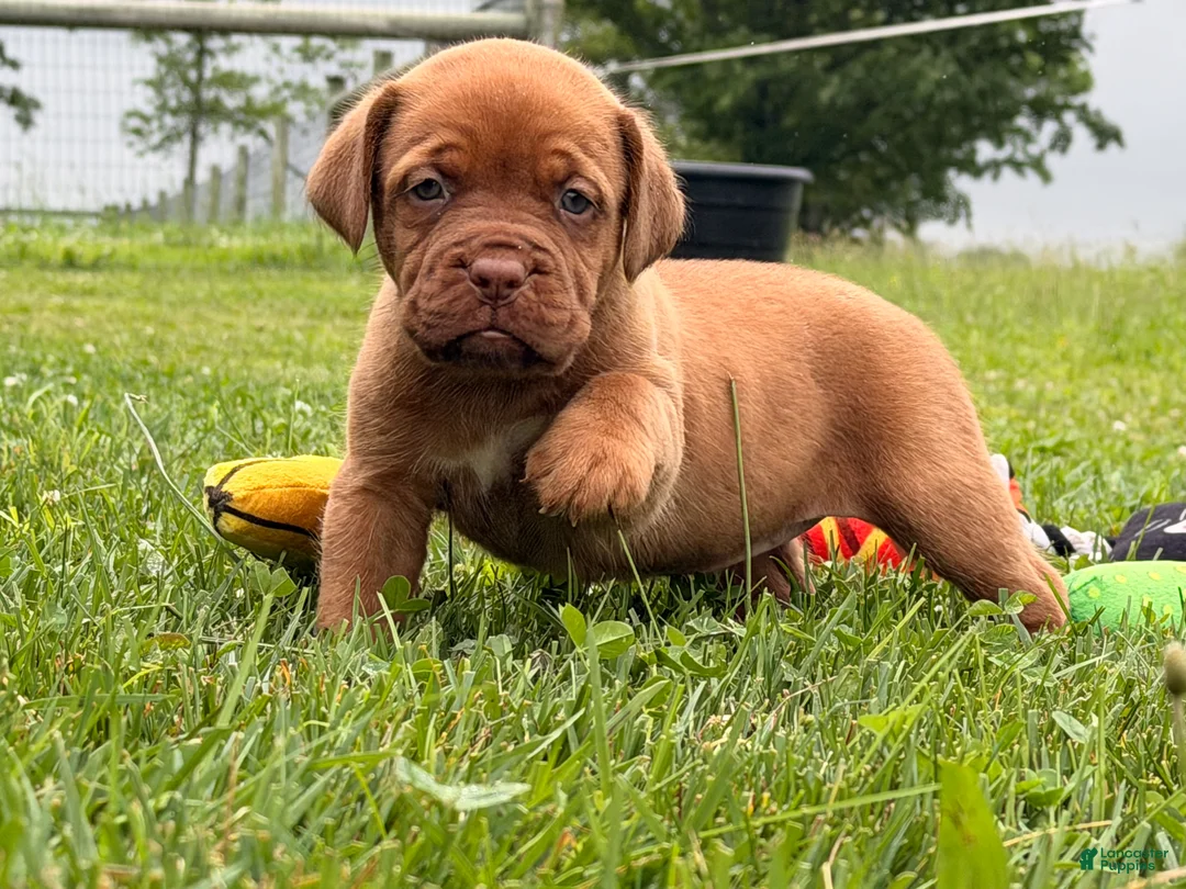 Dogue De Bordeaux dogs for sale: Becky - Ad 6