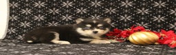 Pomsky dogs for sale: Valentina - Ad 2
