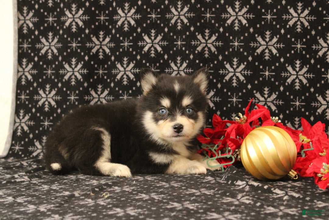 Pomsky dogs for sale: Valentina - Ad 2