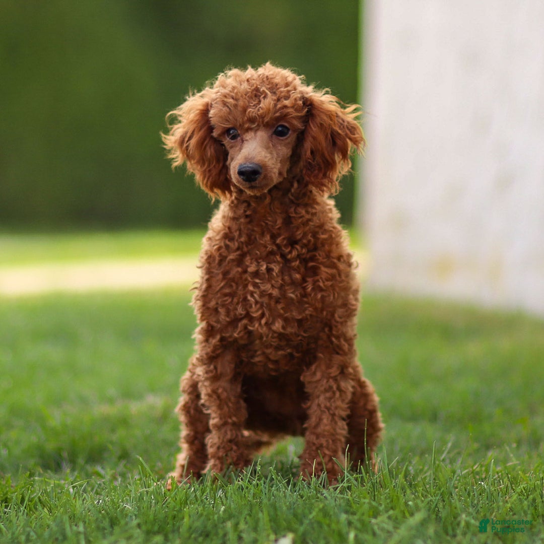 Toy Poodle dogs for sale: Maple Rose - Ad 2