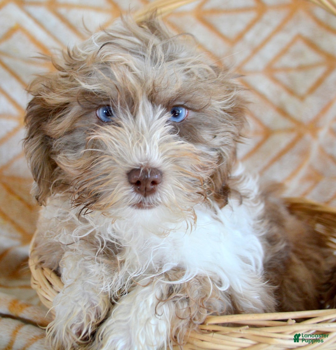 Shihpoo dogs for sale: Shihpoo Puppy 5 Sara - Ad 2