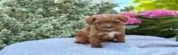 Toy Poodle dogs for sale: Parker - Ad 4