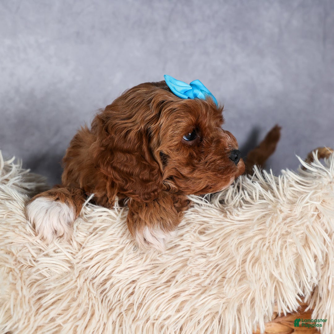Cavapoo dogs for sale: OLLIE - Ad 9
