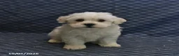 Mixed Breed dogs for sale: Trigger - Ad 5