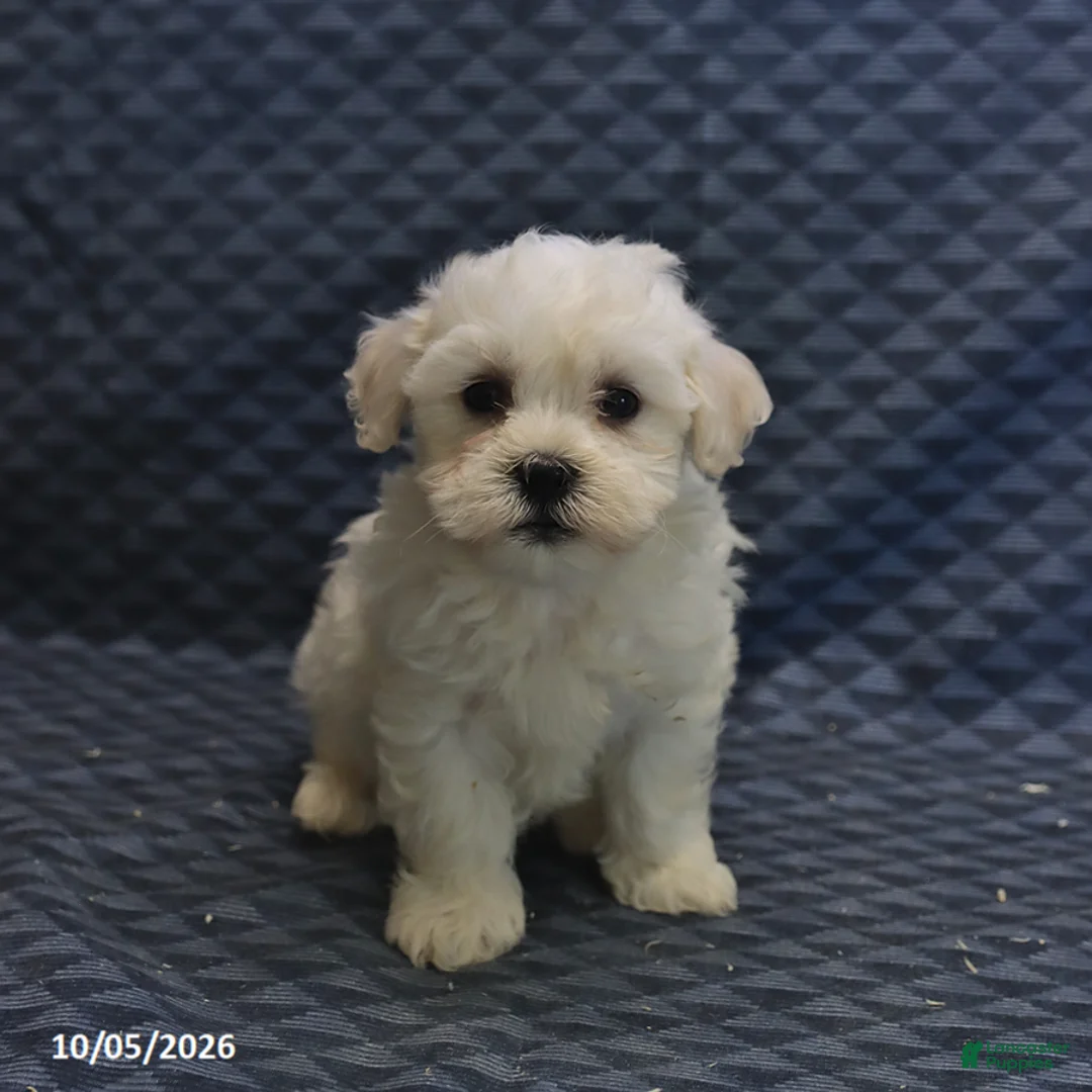 Mixed Breed dogs for sale: Trigger - Ad 5
