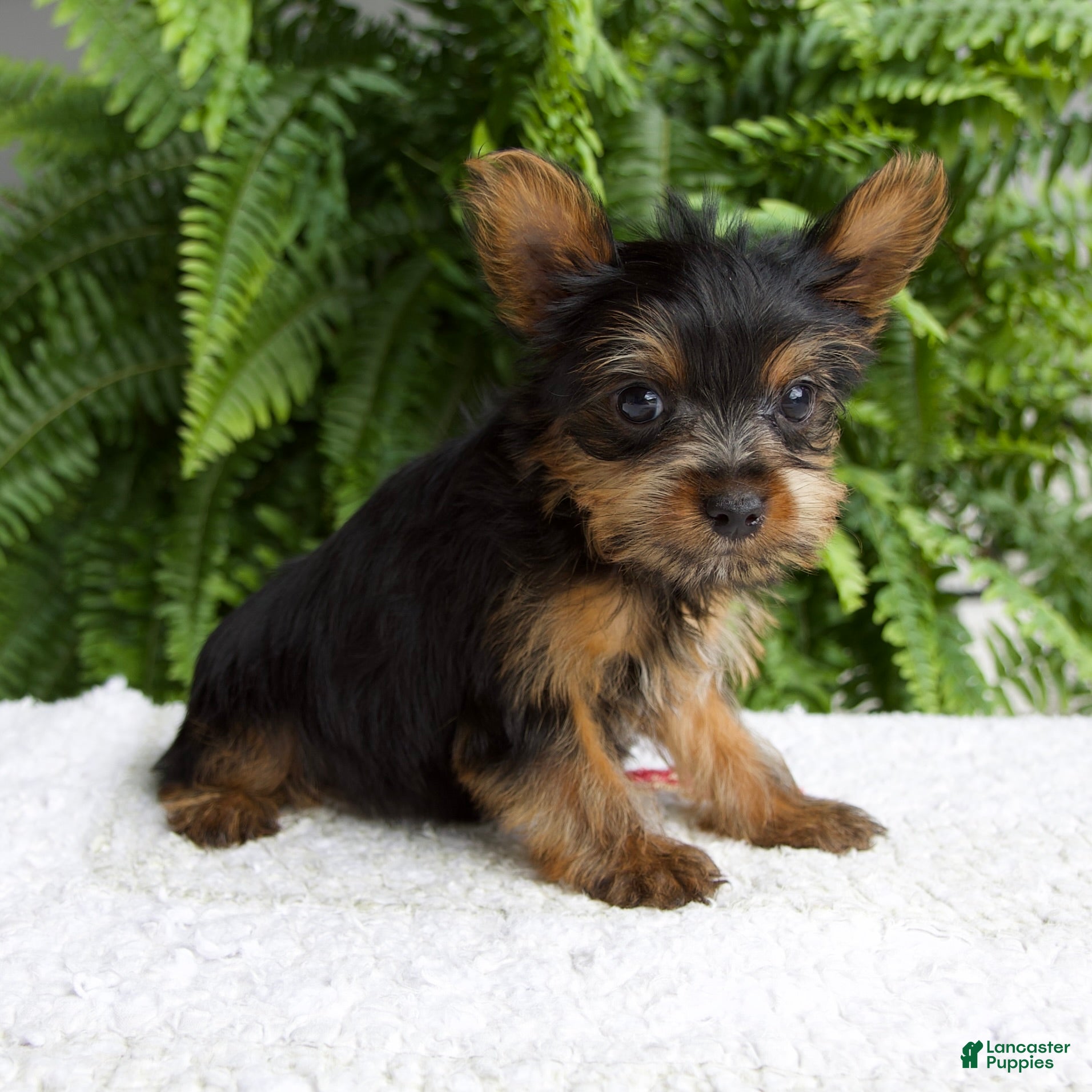 Yorkshire Terrier dogs Tammy - Ad 2