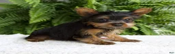 Yorkshire Terrier dogs for sale: Tammy - Ad 2