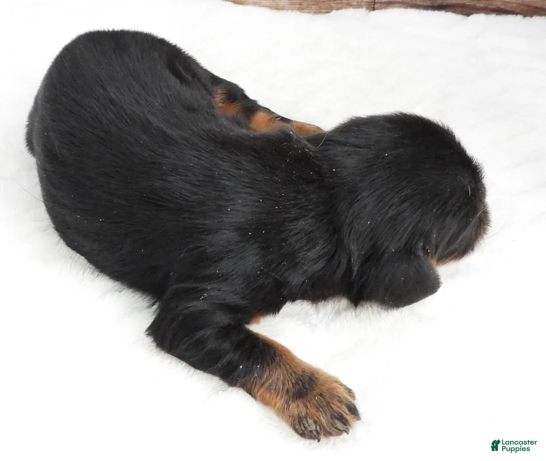 Cavalier King Charles Spaniel dogs for sale: Cavalier King Charles Spaniel Puppy 1 - Ad 3