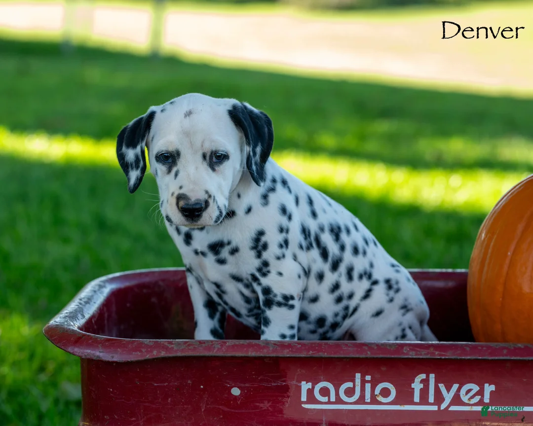 Dalmatian dogs for sale: Denver - Ad 1
