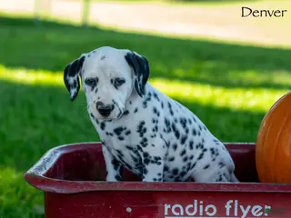 Dalmatian dogs Denver - Ad 1