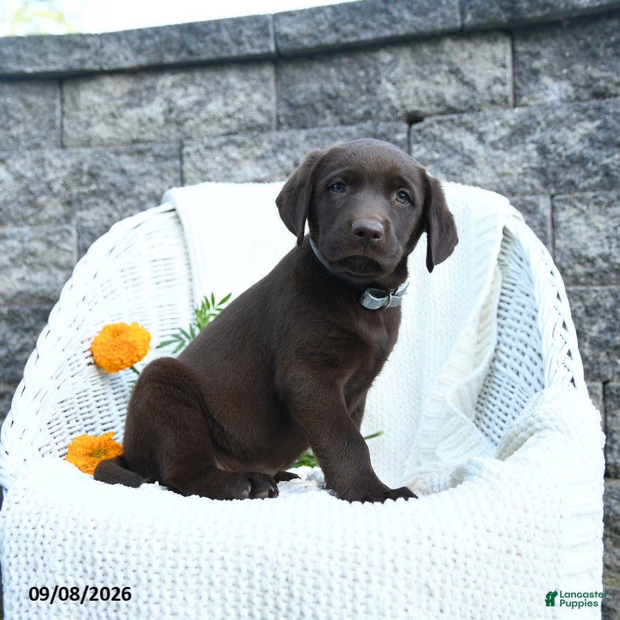 Labrador Retriever dogs Mindy - Ad 2