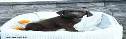 Labrador Retriever dogs for sale: Mindy - Ad 2