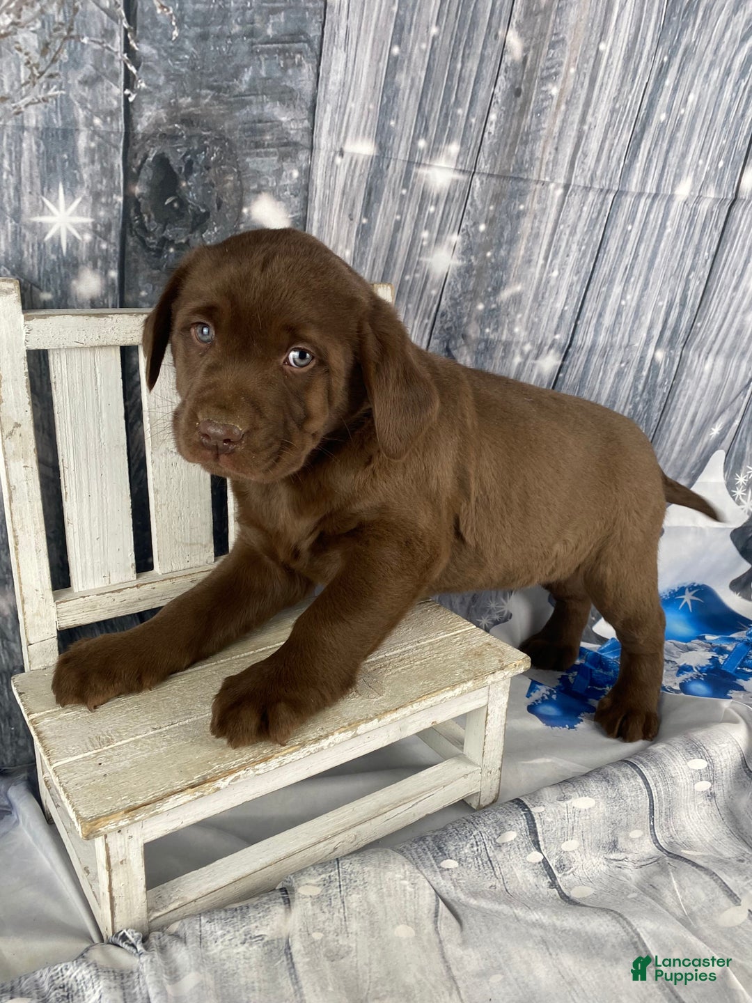 Labrador Retriever dogs for sale: Ace - Ad 8