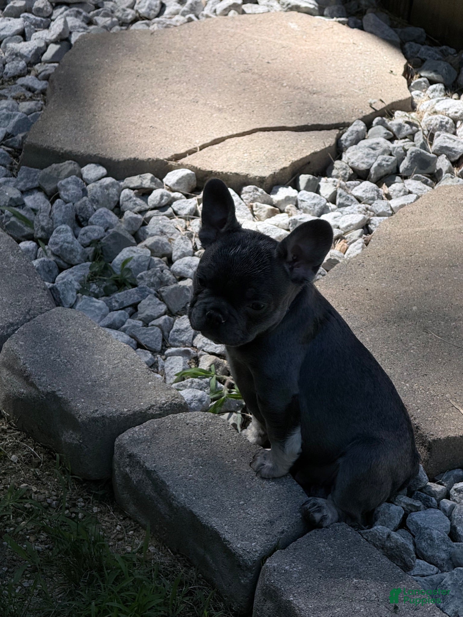 French Bulldog dogs French Bulldog 4 - Ad 2