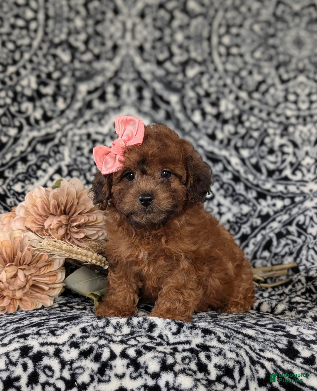 Shihpoo dogs for sale: Emilie - Ad 2