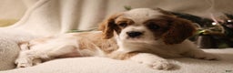 Cavalier King Charles Spaniel dogs for sale: Lexi - Ad 2