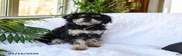 Mixed Breed dogs for sale: Bruno - Ad 7