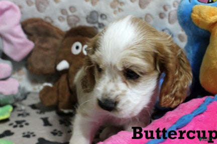Cocker Spaniel dogs for sale: Buttercup - Ad 1