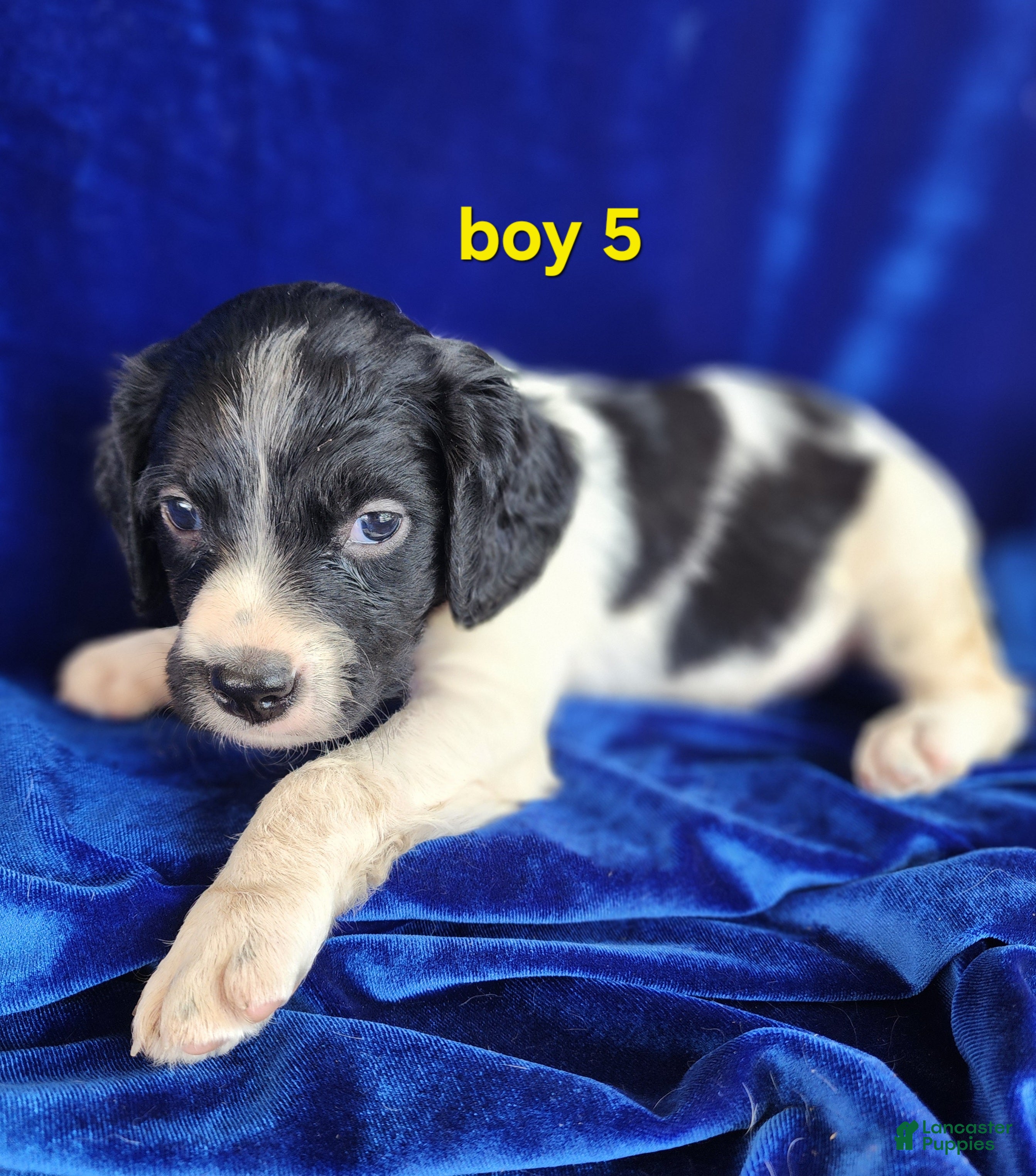 Brittany Spaniel dogs for sale: French Brittany boy 5 - Ad 1